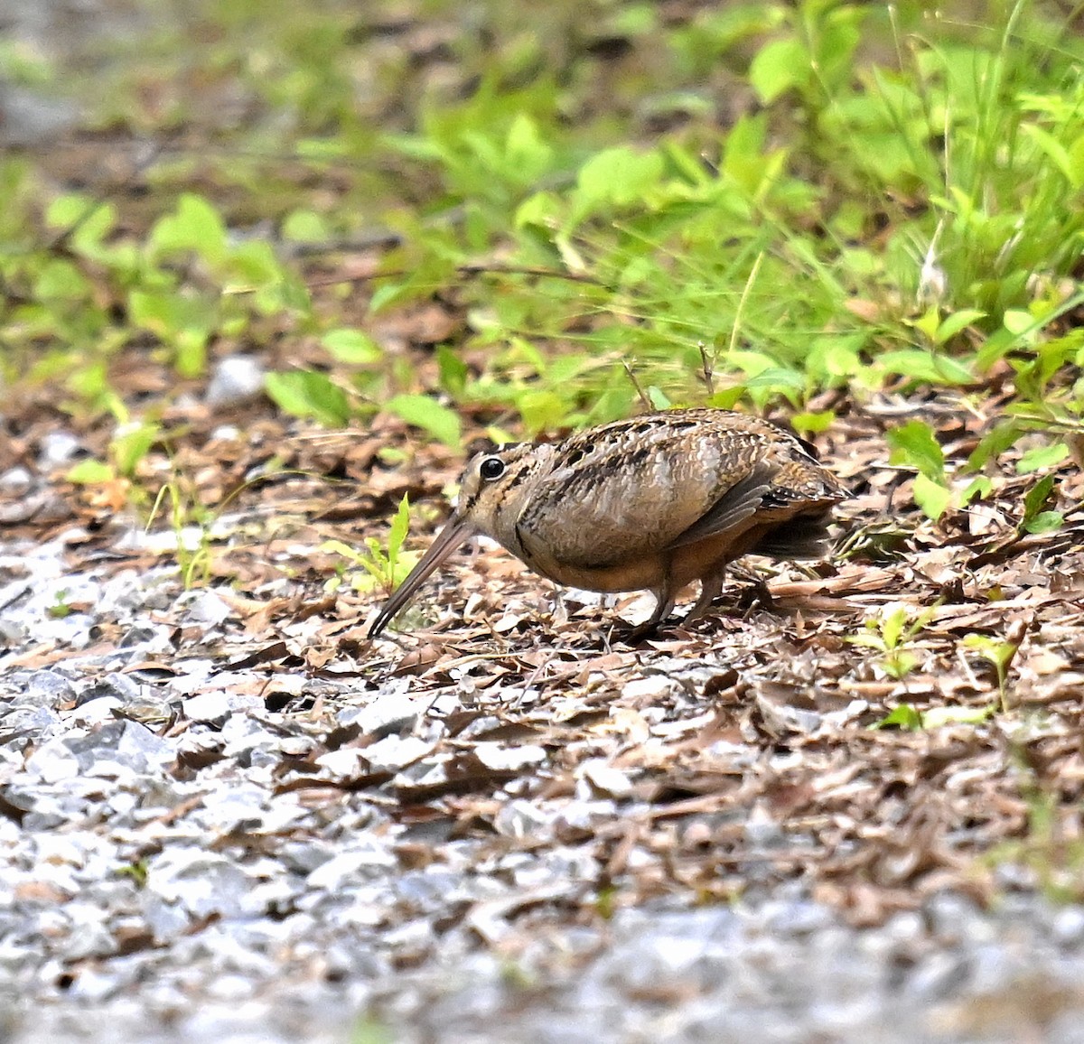 American Woodcock - Eric Titcomb