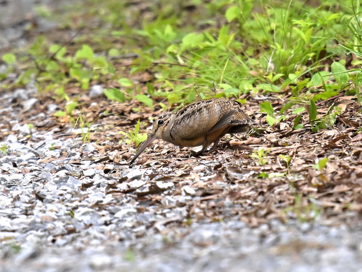 American Woodcock - Eric Titcomb