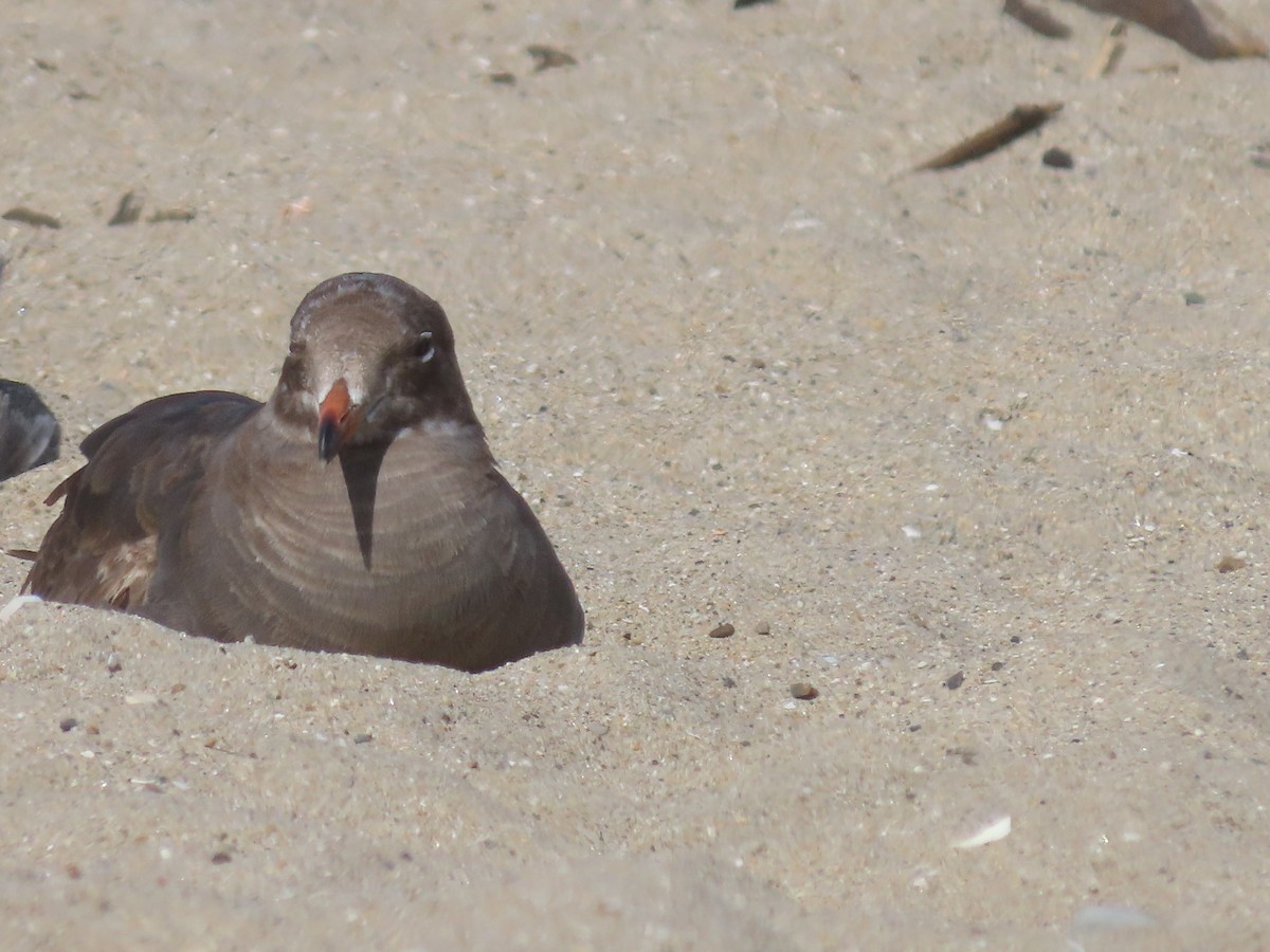 Heermann's Gull - Martha Pallin