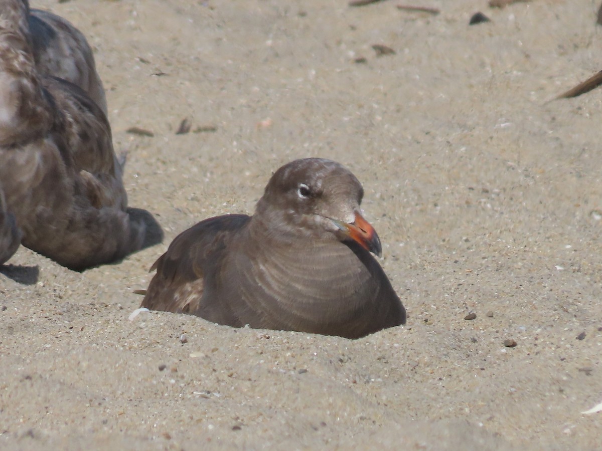 Heermann's Gull - Martha Pallin