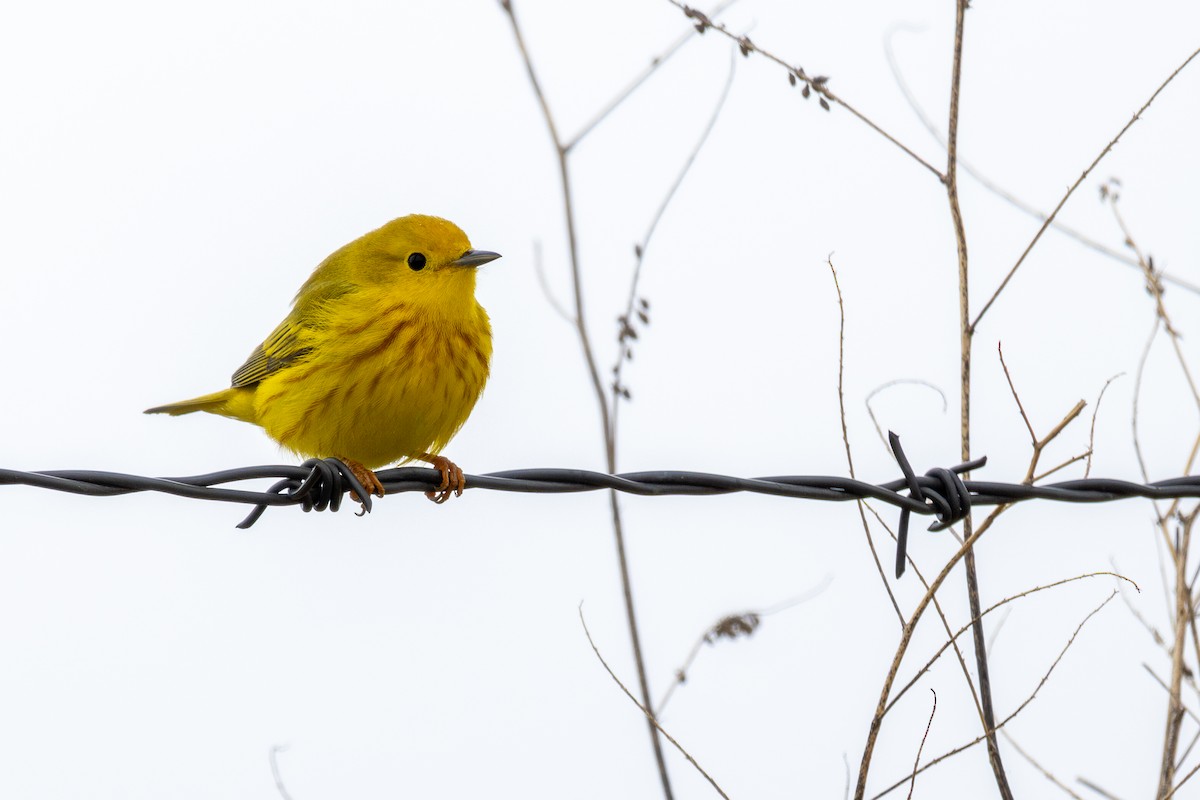 Yellow Warbler - Rain Saulnier