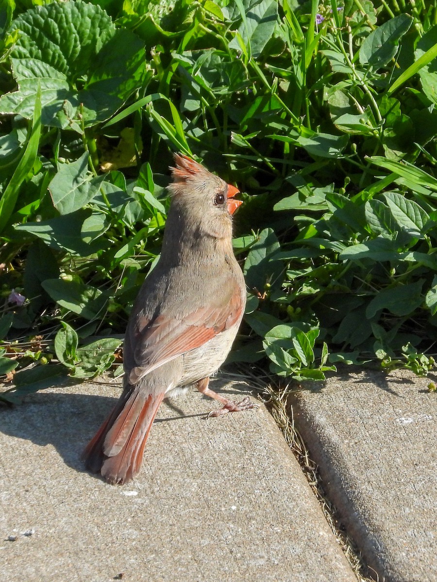 Northern Cardinal - Ellen Star