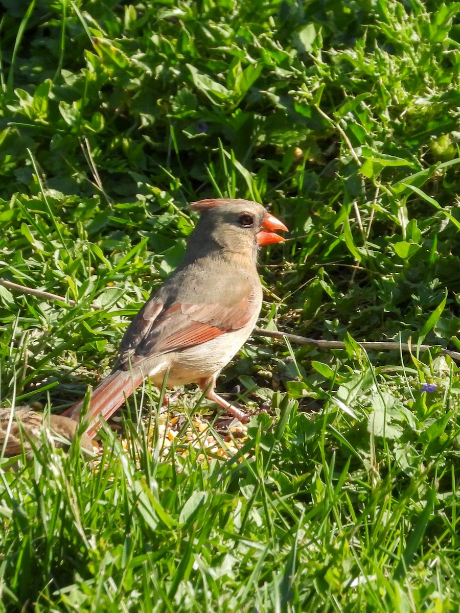 Northern Cardinal - Ellen Star