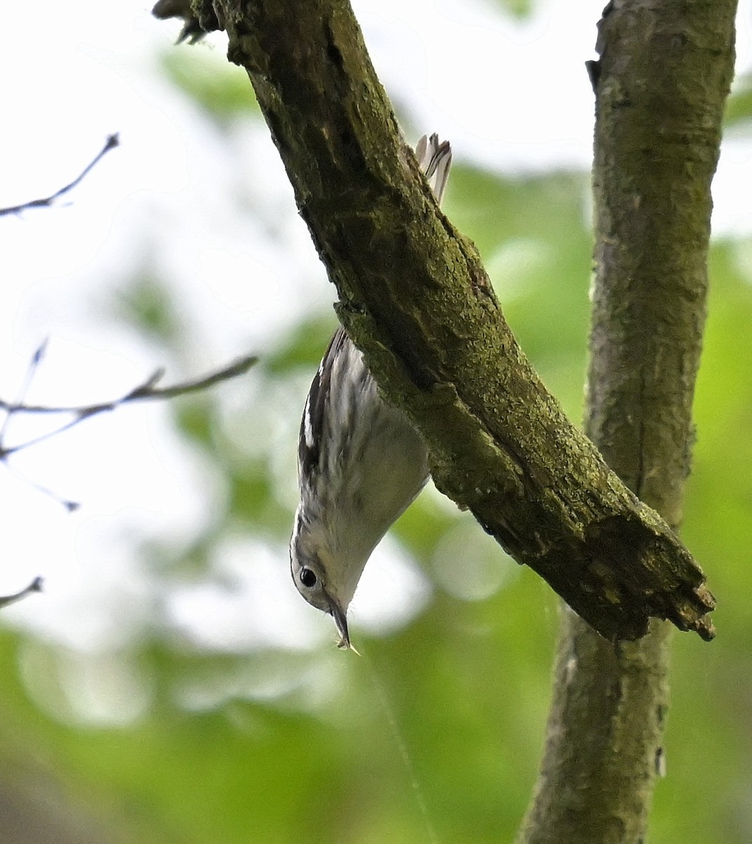 Black-and-white Warbler - Eric Titcomb