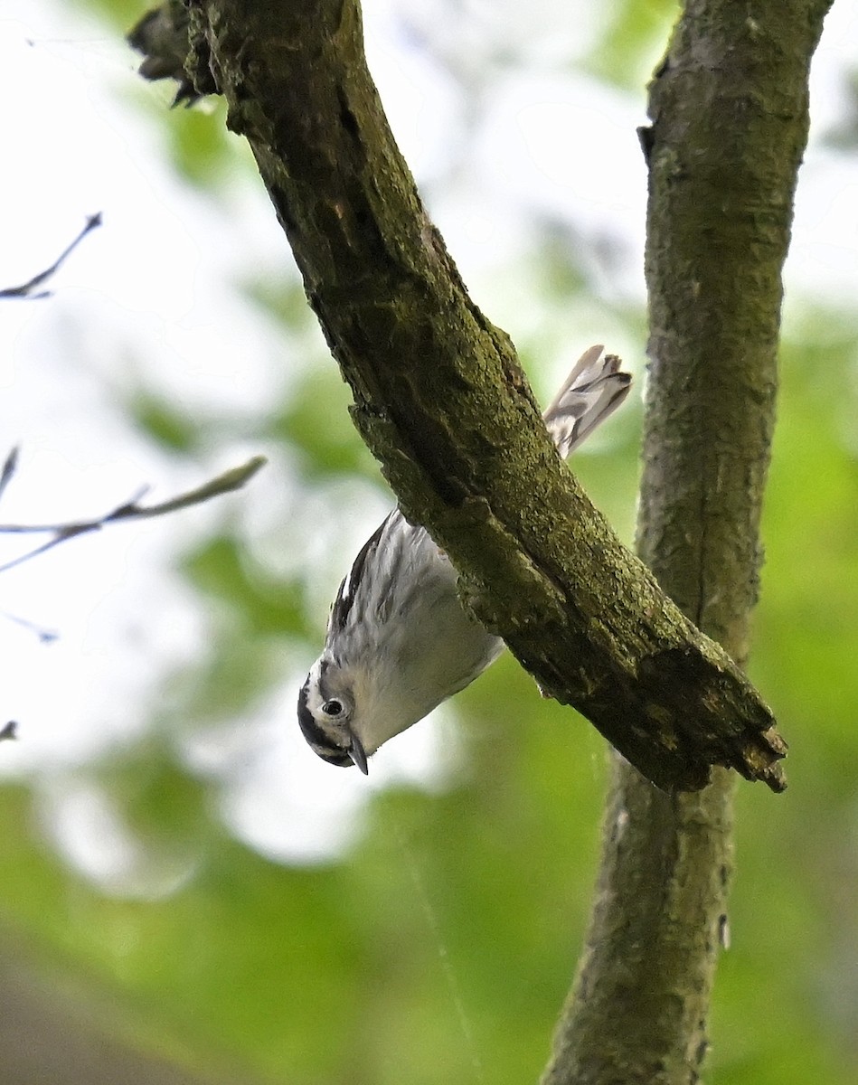 Black-and-white Warbler - Eric Titcomb