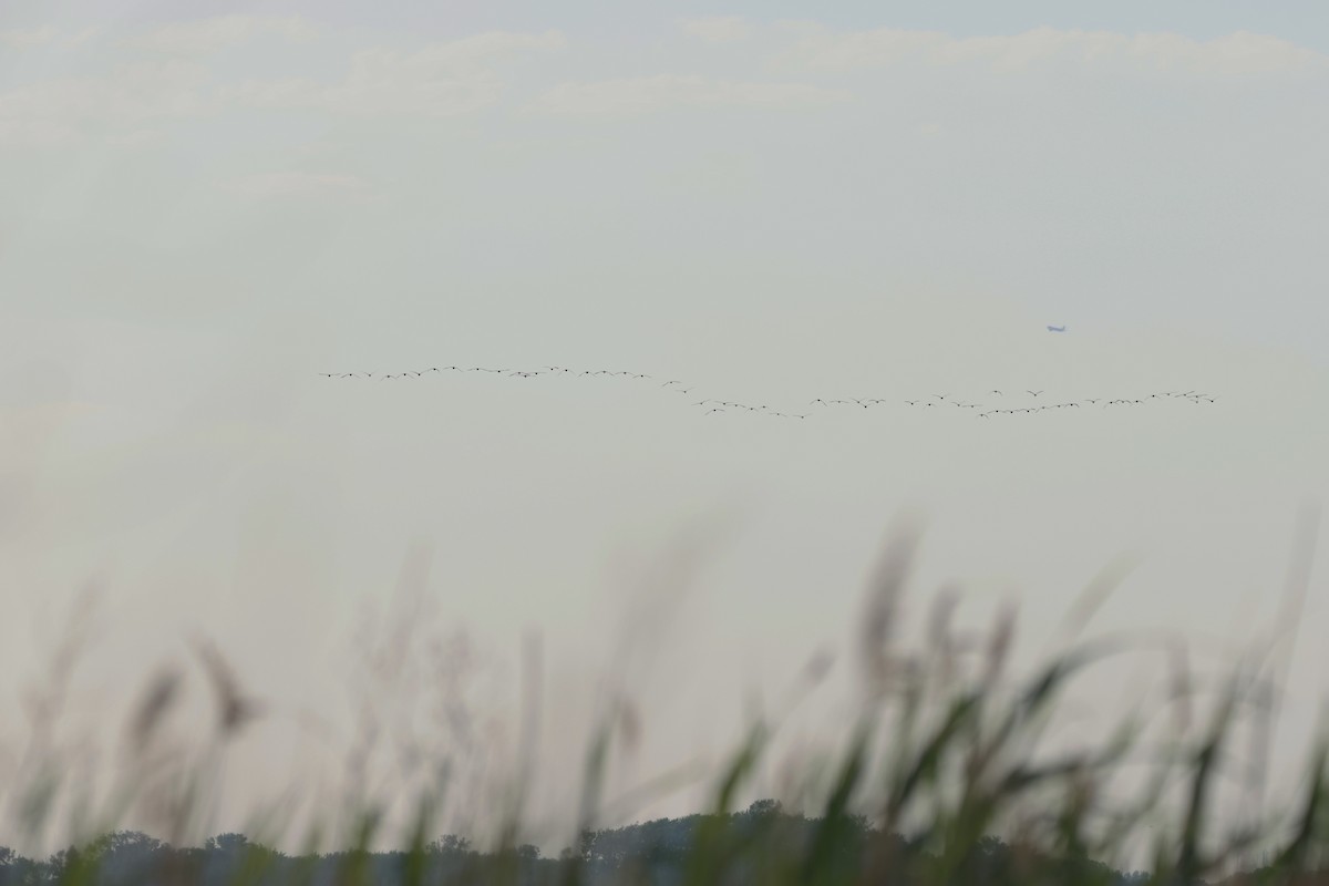 Whimbrel - Andy Dettling