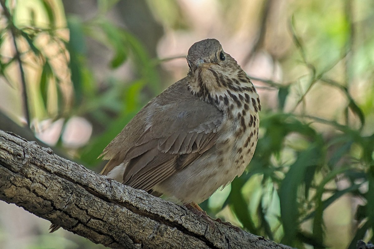 Hermit Thrush - Richard Fray