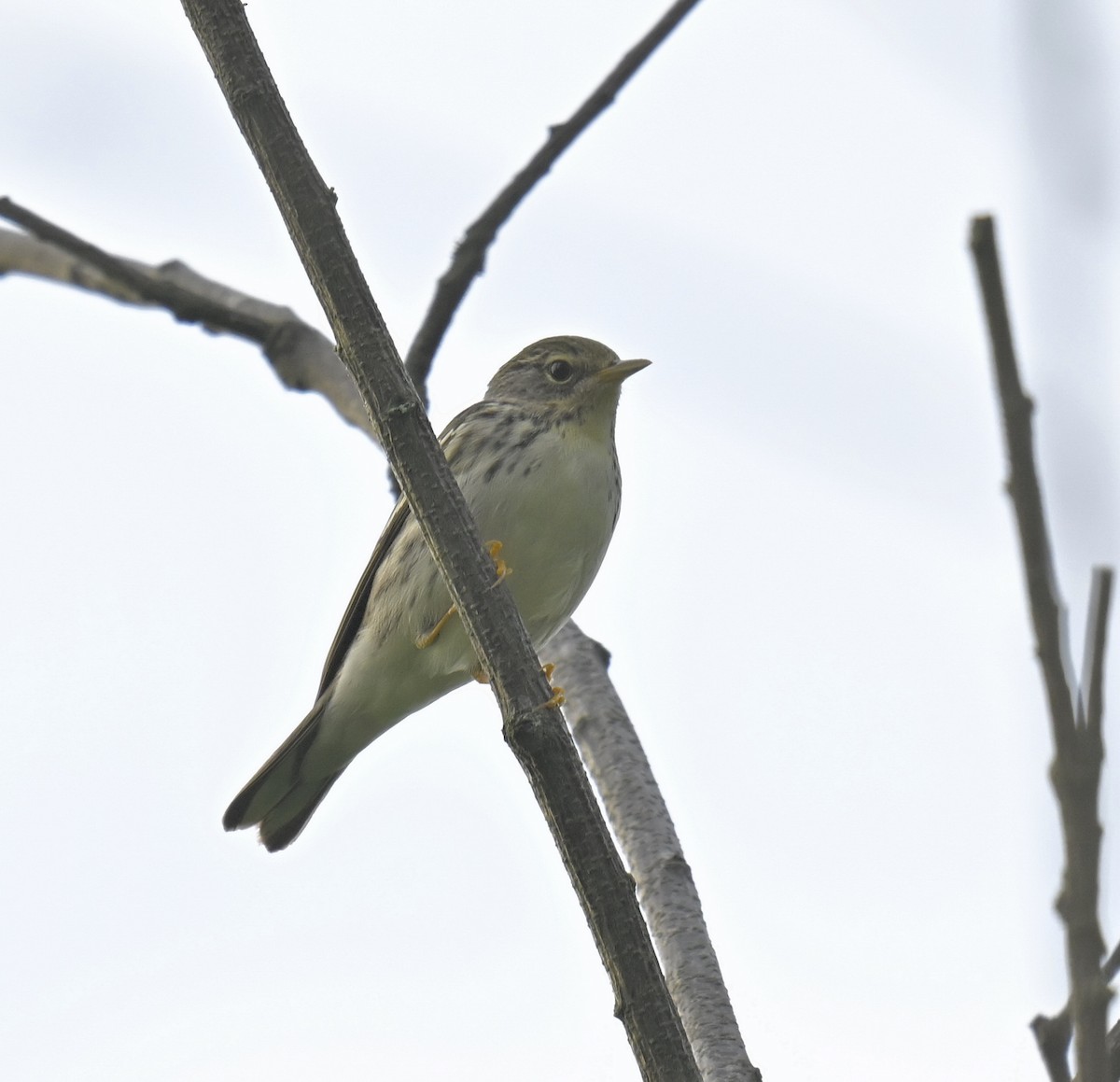 Blackpoll Warbler - Eric Titcomb