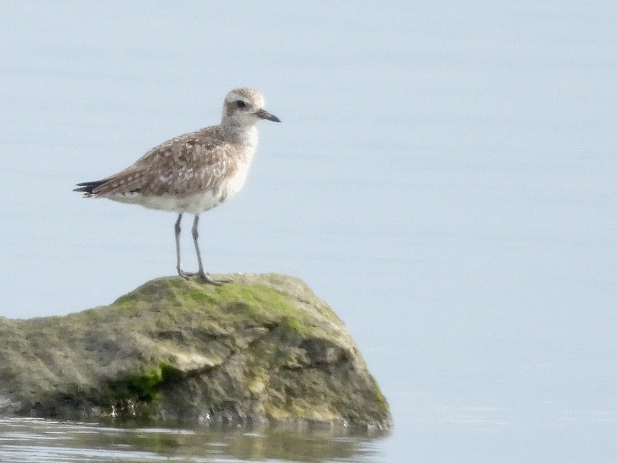 Black-bellied Plover - Stella Miller