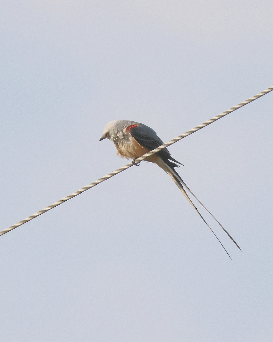 Scissor-tailed Flycatcher - Rick Kittinger