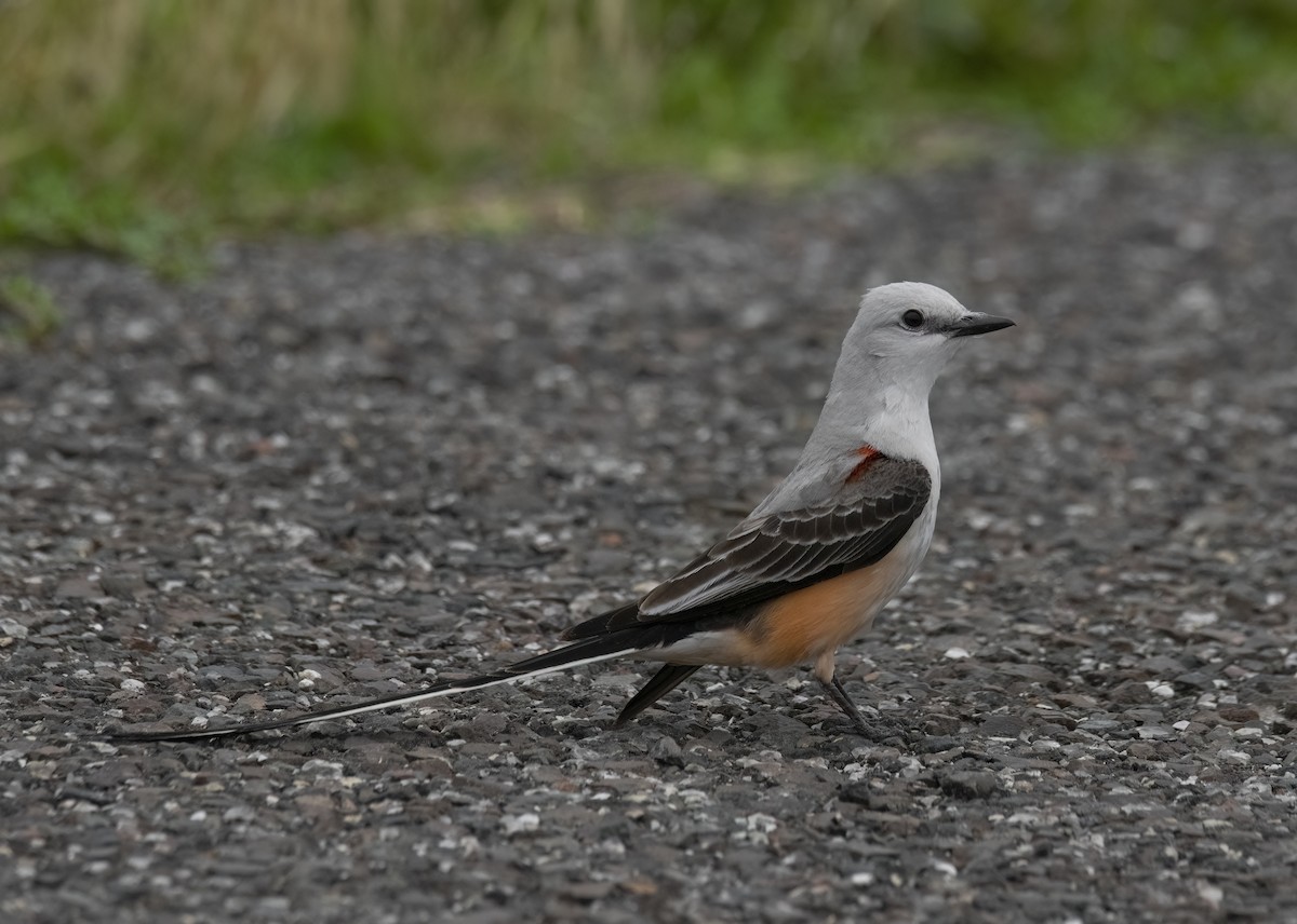 Scissor-tailed Flycatcher - Stephen Ofsthun