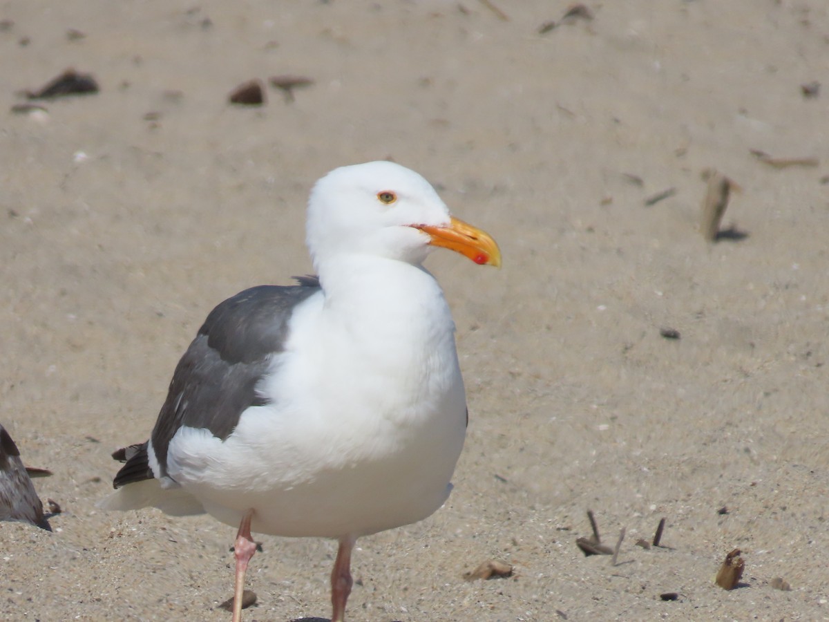 Western Gull - Martha Pallin