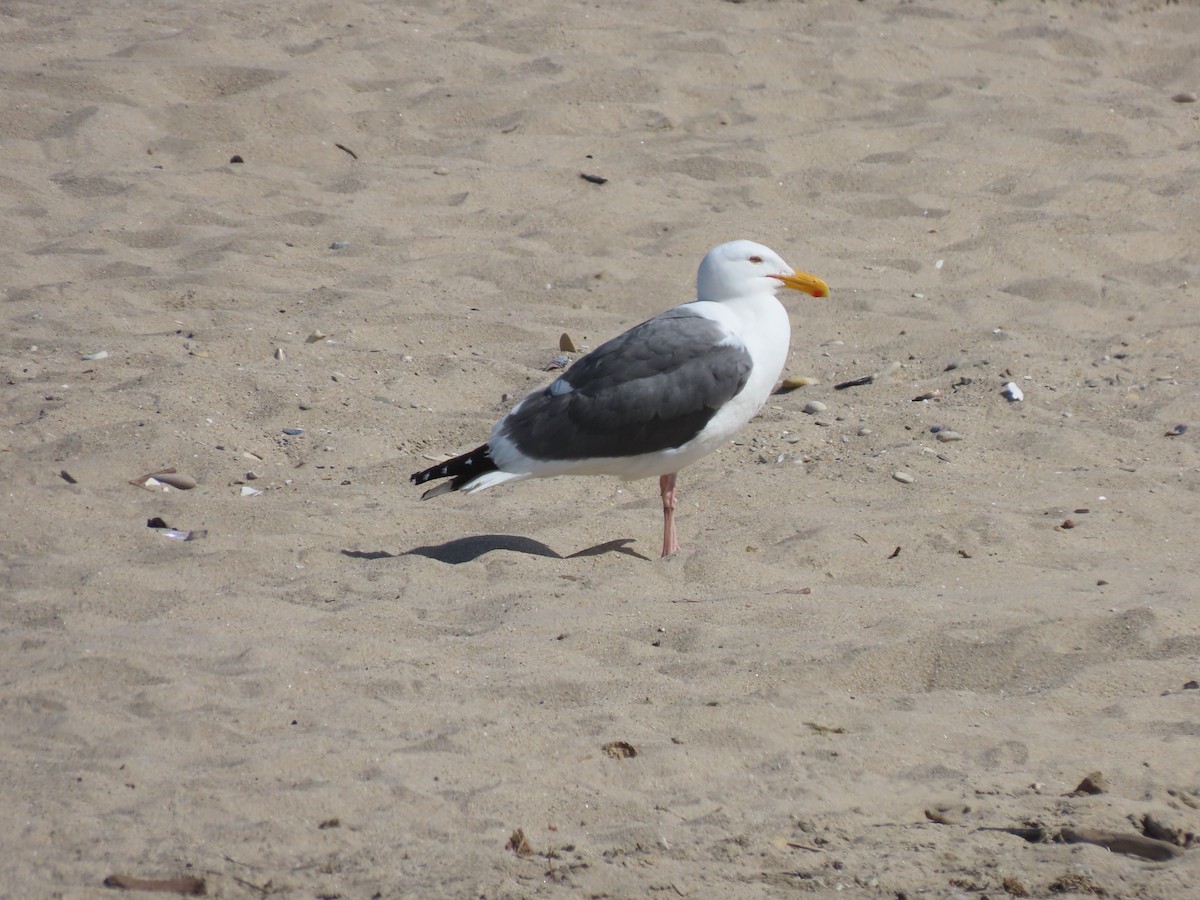 Western Gull - Martha Pallin