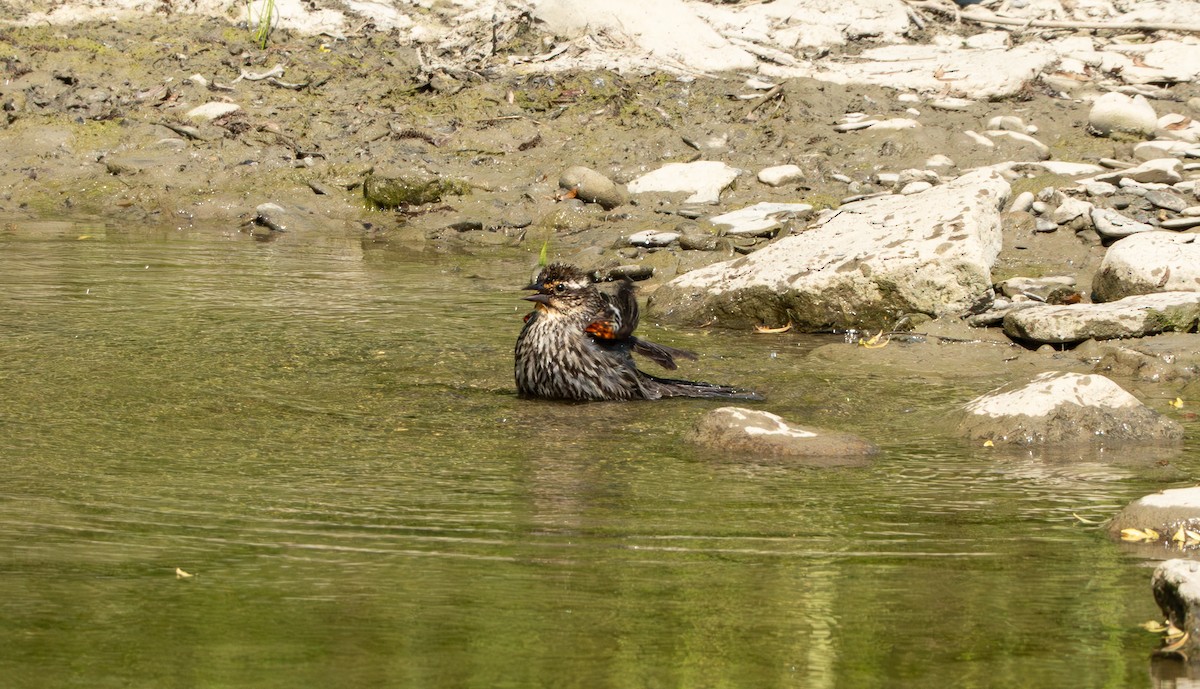 Red-winged Blackbird - Chad Berry