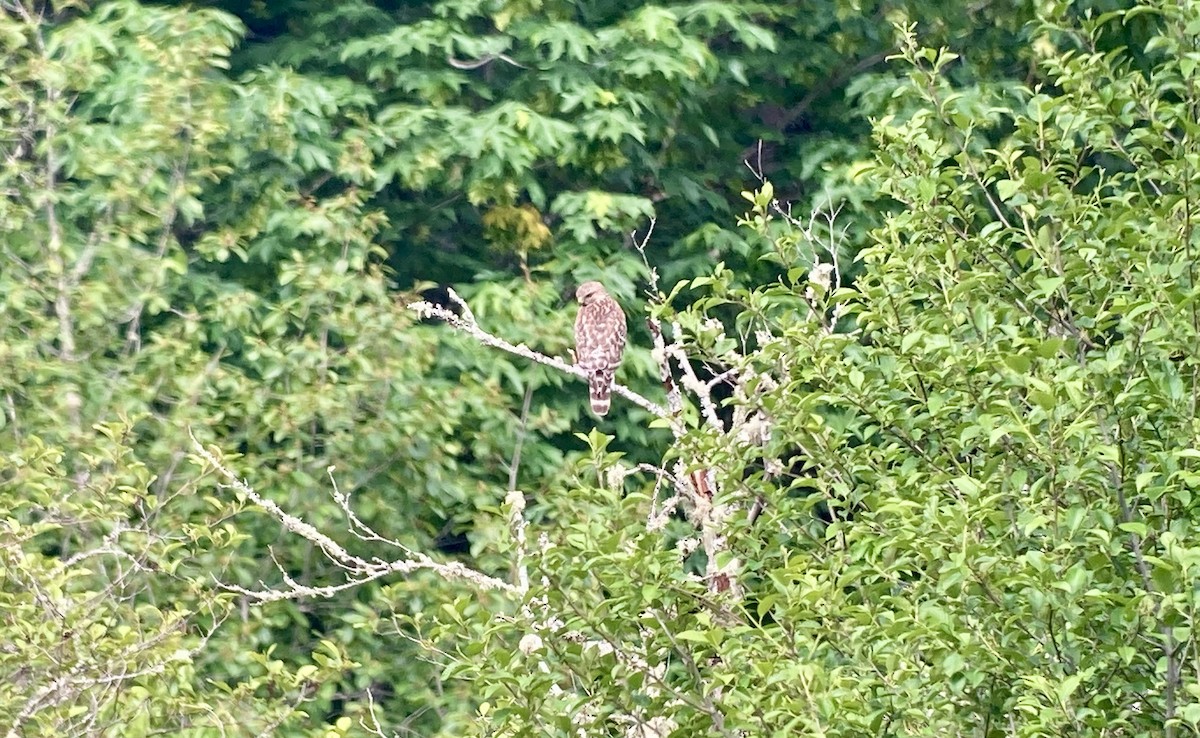 Red-shouldered Hawk - ML619513819