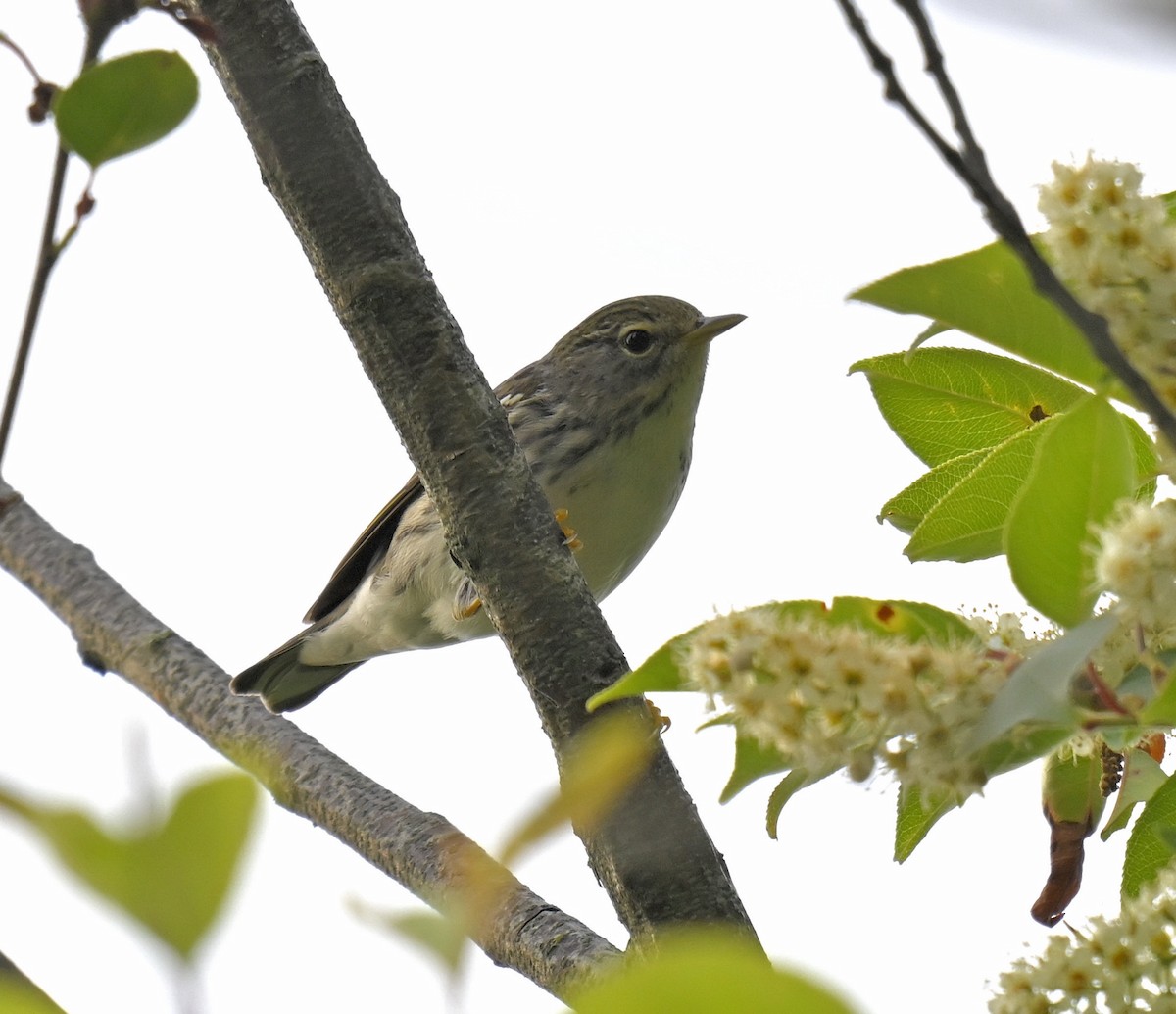 Blackpoll Warbler - Eric Titcomb