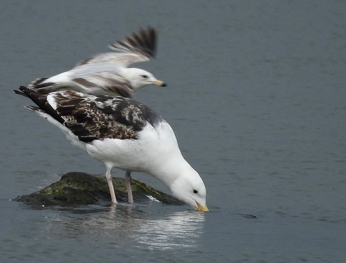 Great Black-backed Gull - Stella Miller