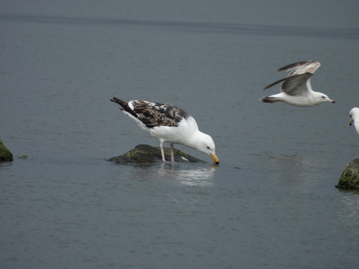 Great Black-backed Gull - Stella Miller