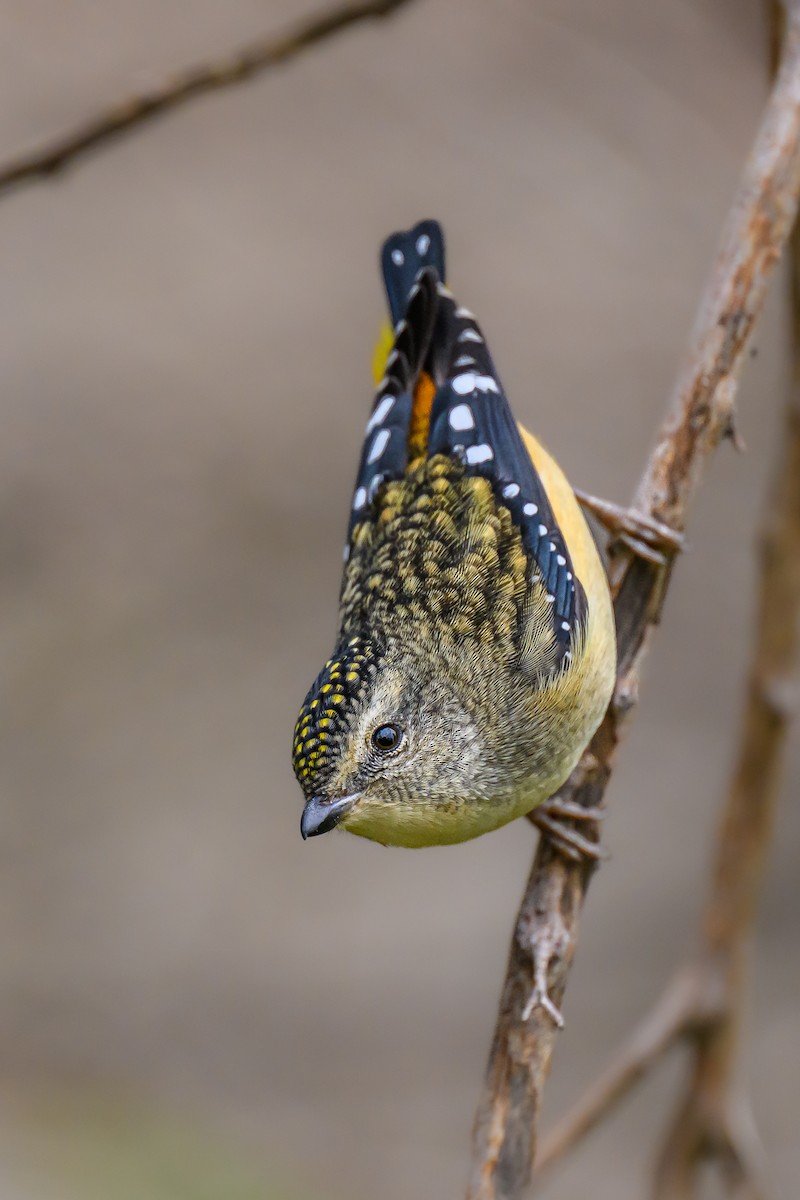 Pardalote Moteado (punctatus) - ML619513826