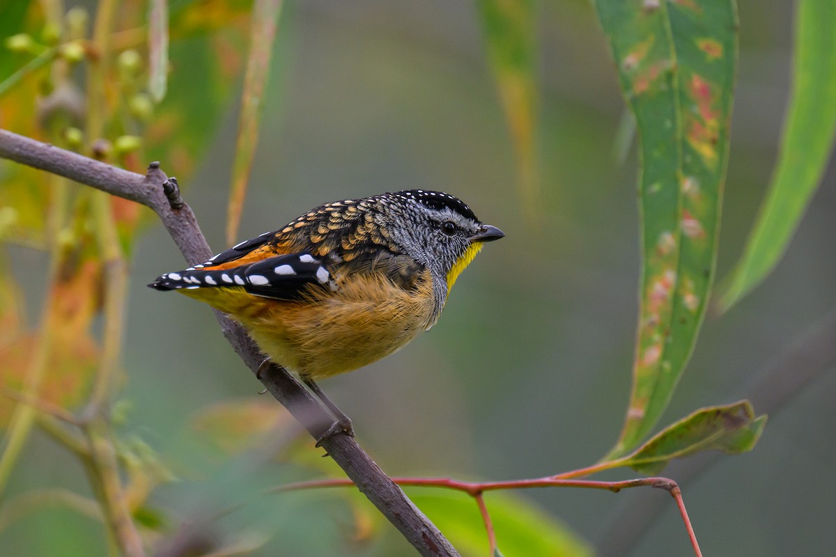 Pardalote Moteado (punctatus) - ML619513828