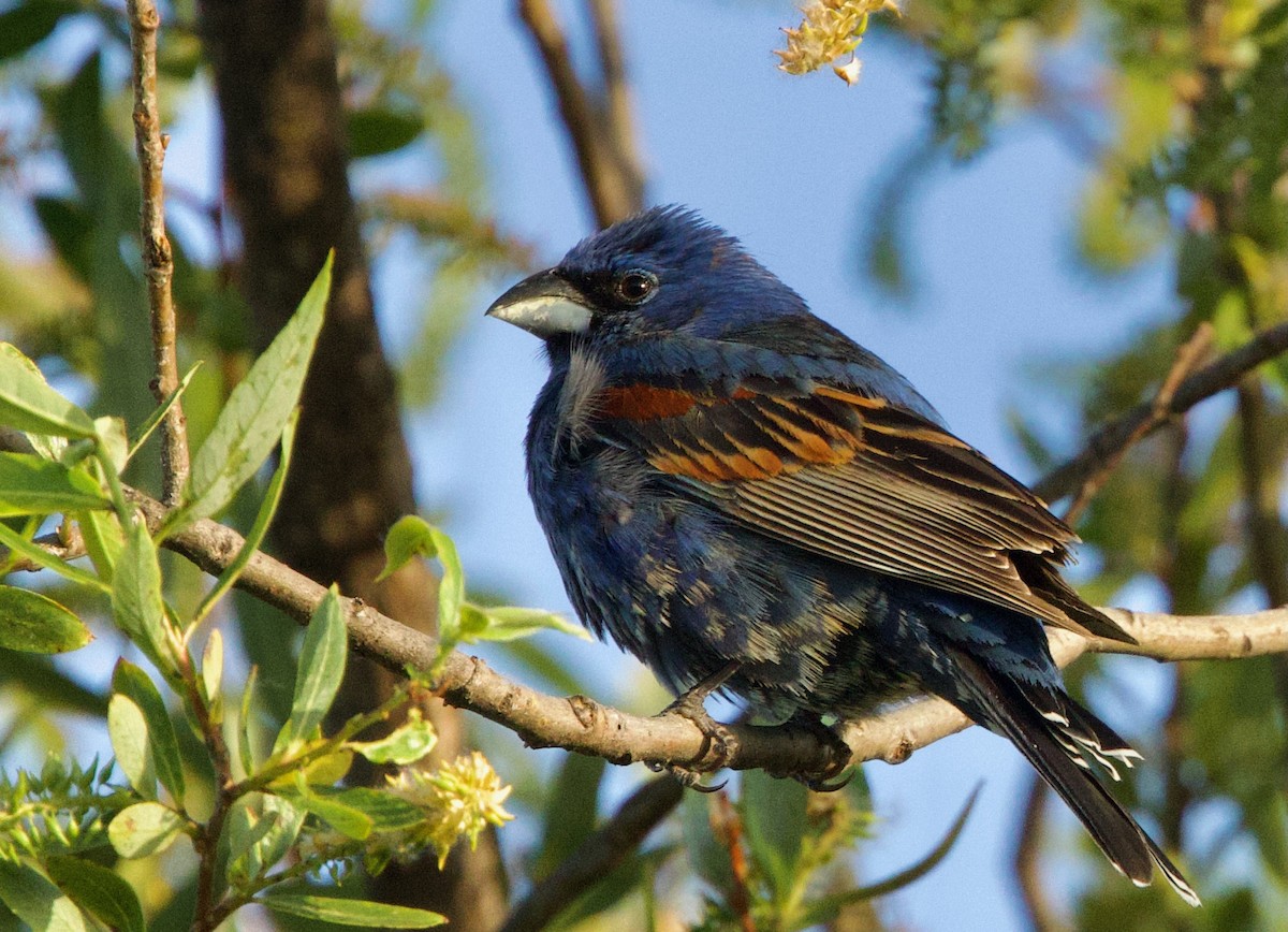 Blue Grosbeak - Pair of Wing-Nuts