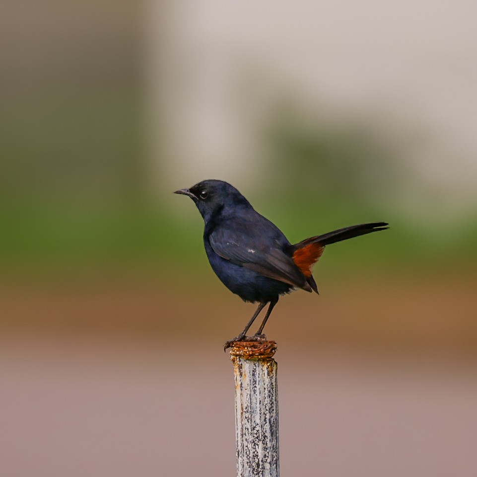 Indian Robin - ML619513830