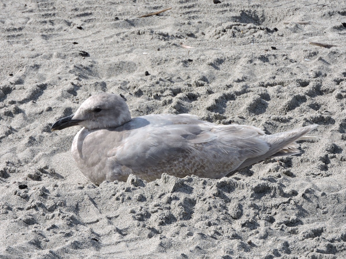 Glaucous-winged Gull - Daniel Casey