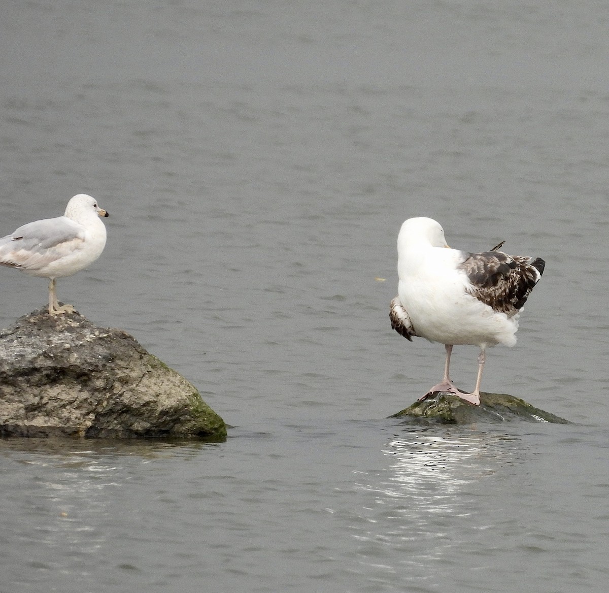 Ring-billed Gull - Stella Miller