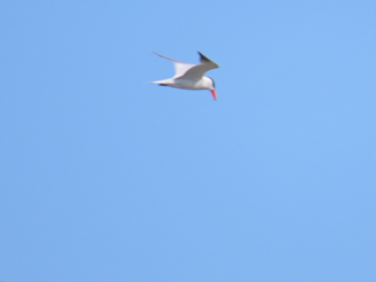 Caspian Tern - Martha Pallin