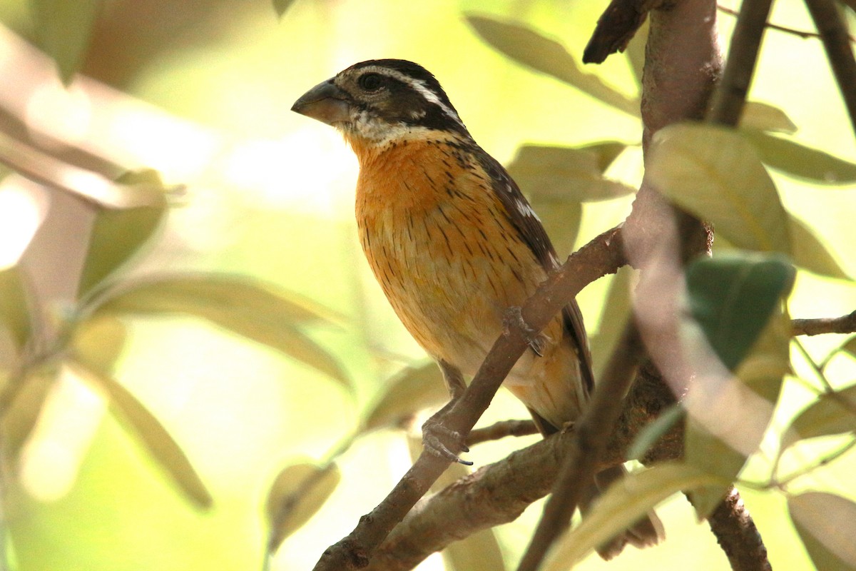 Black-headed Grosbeak - Jesse Pline