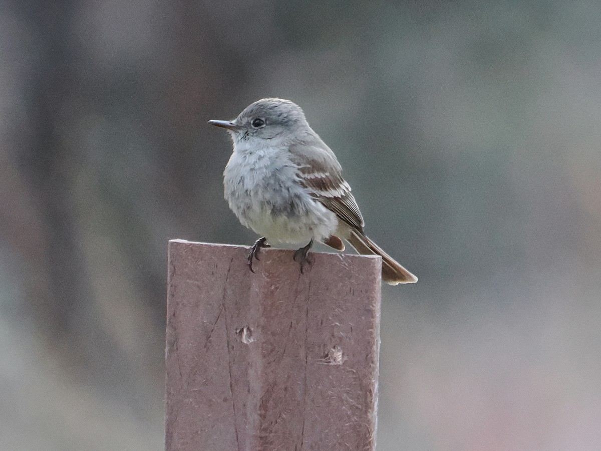 Gray Flycatcher - Jack Wickel