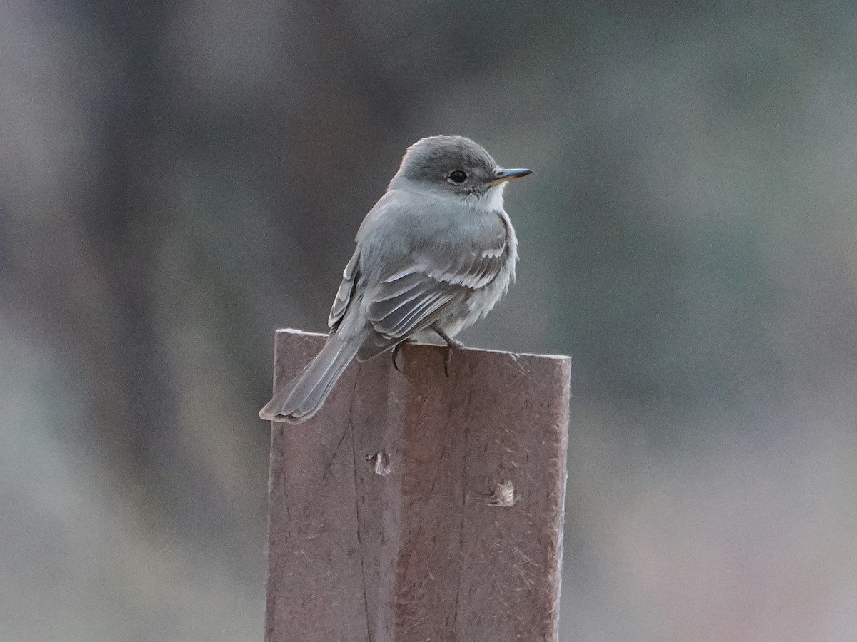 Gray Flycatcher - Jack Wickel