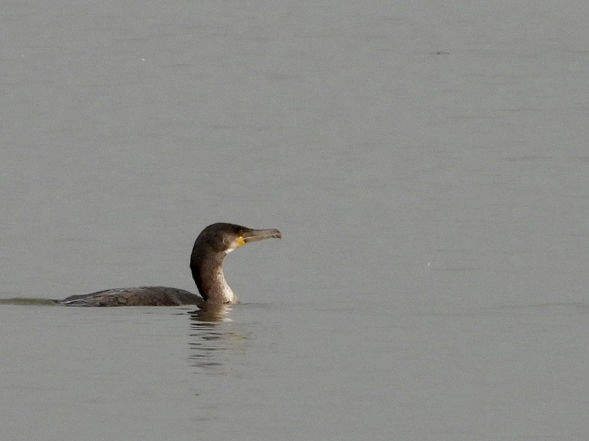 Great Cormorant - Stella Miller