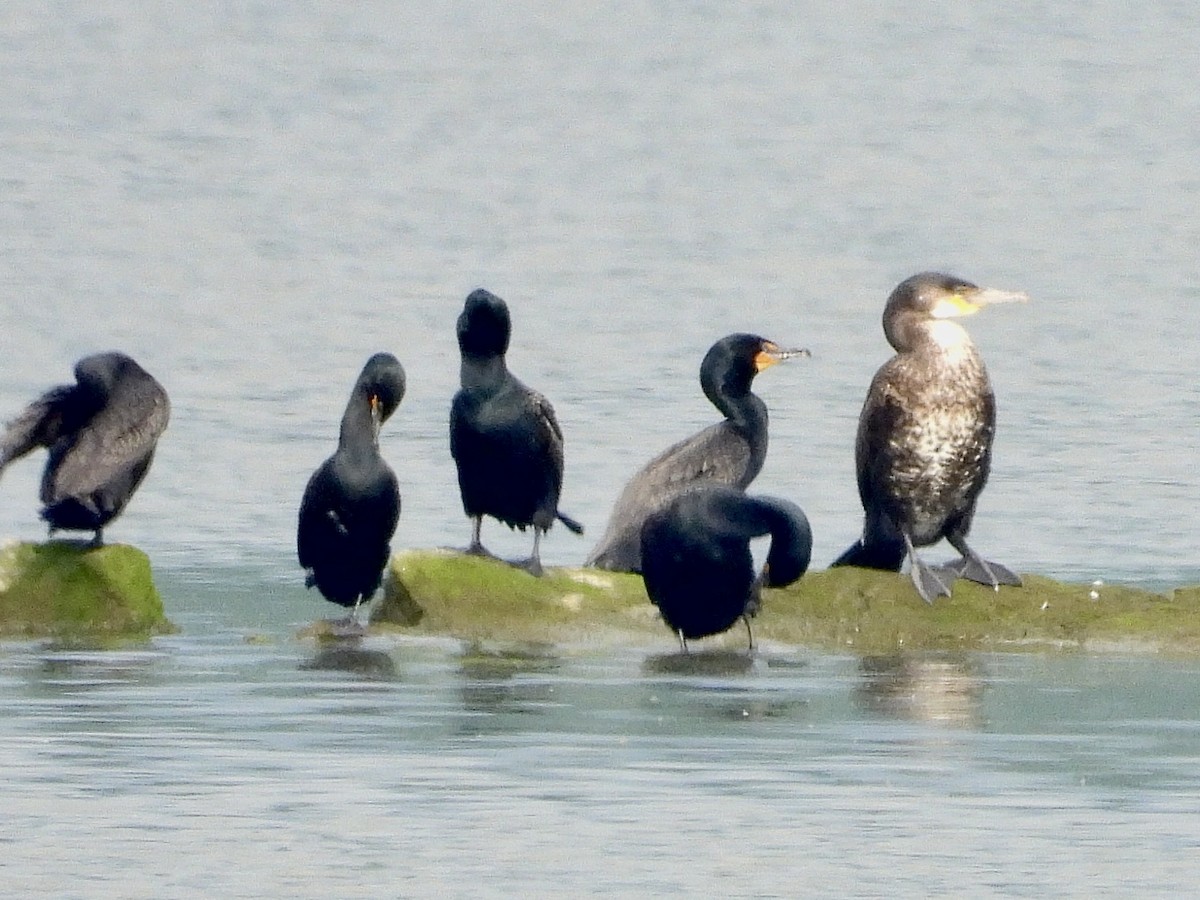 Great Cormorant - Stella Miller