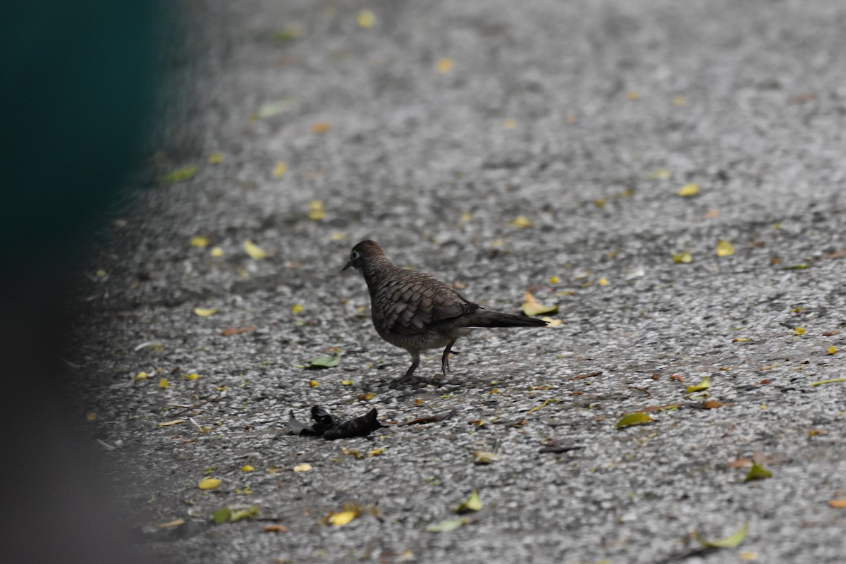 Zebra Dove - ML619513856