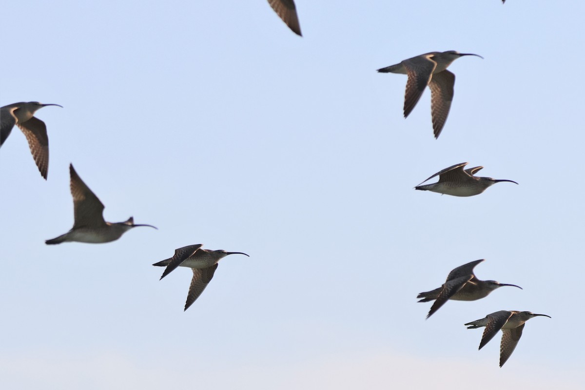 Whimbrel - Andy Dettling