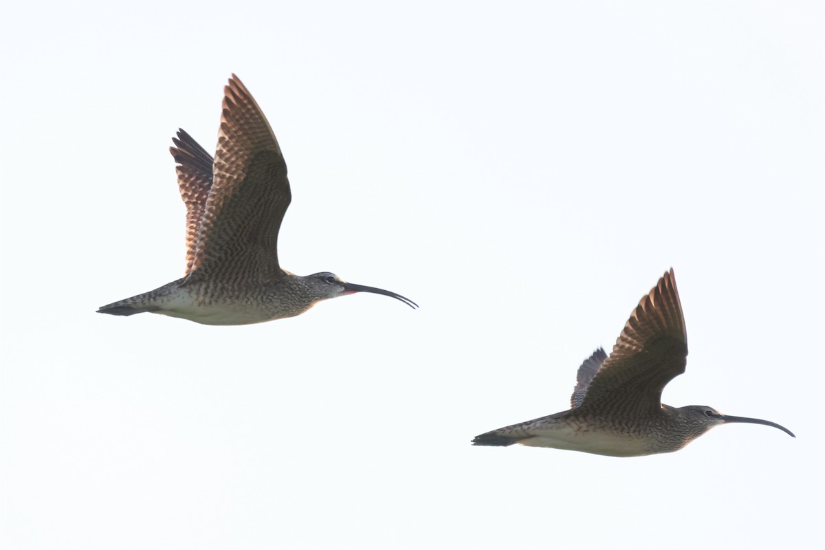 Whimbrel - Andy Dettling