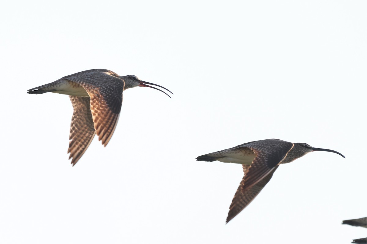 Whimbrel - Andy Dettling