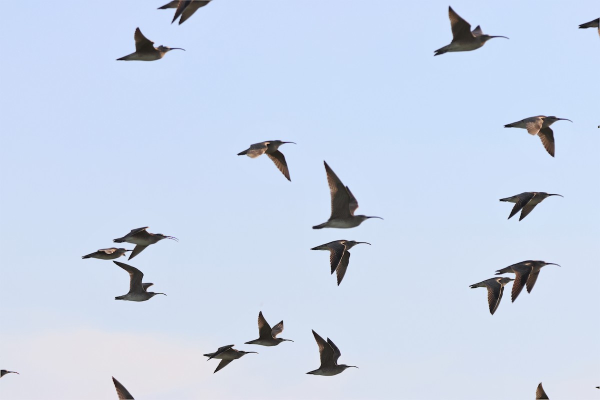 Whimbrel - Andy Dettling