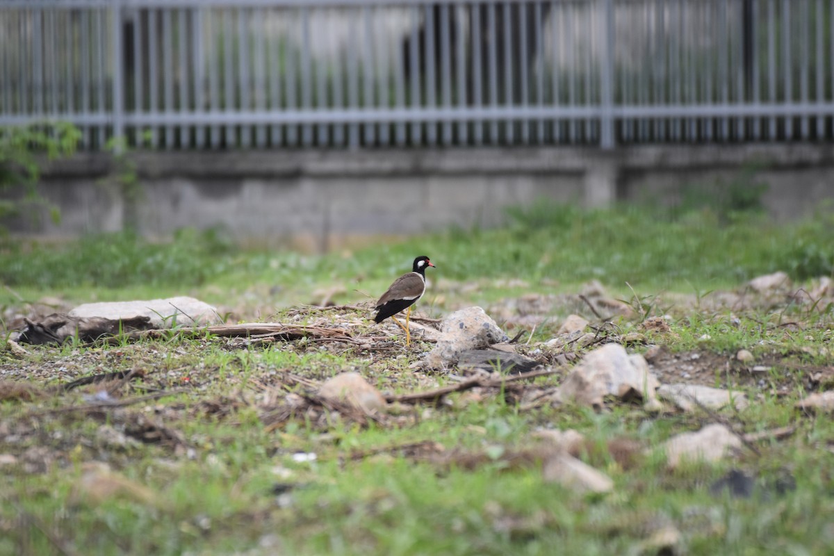 Red-wattled Lapwing - Matroforest PTT