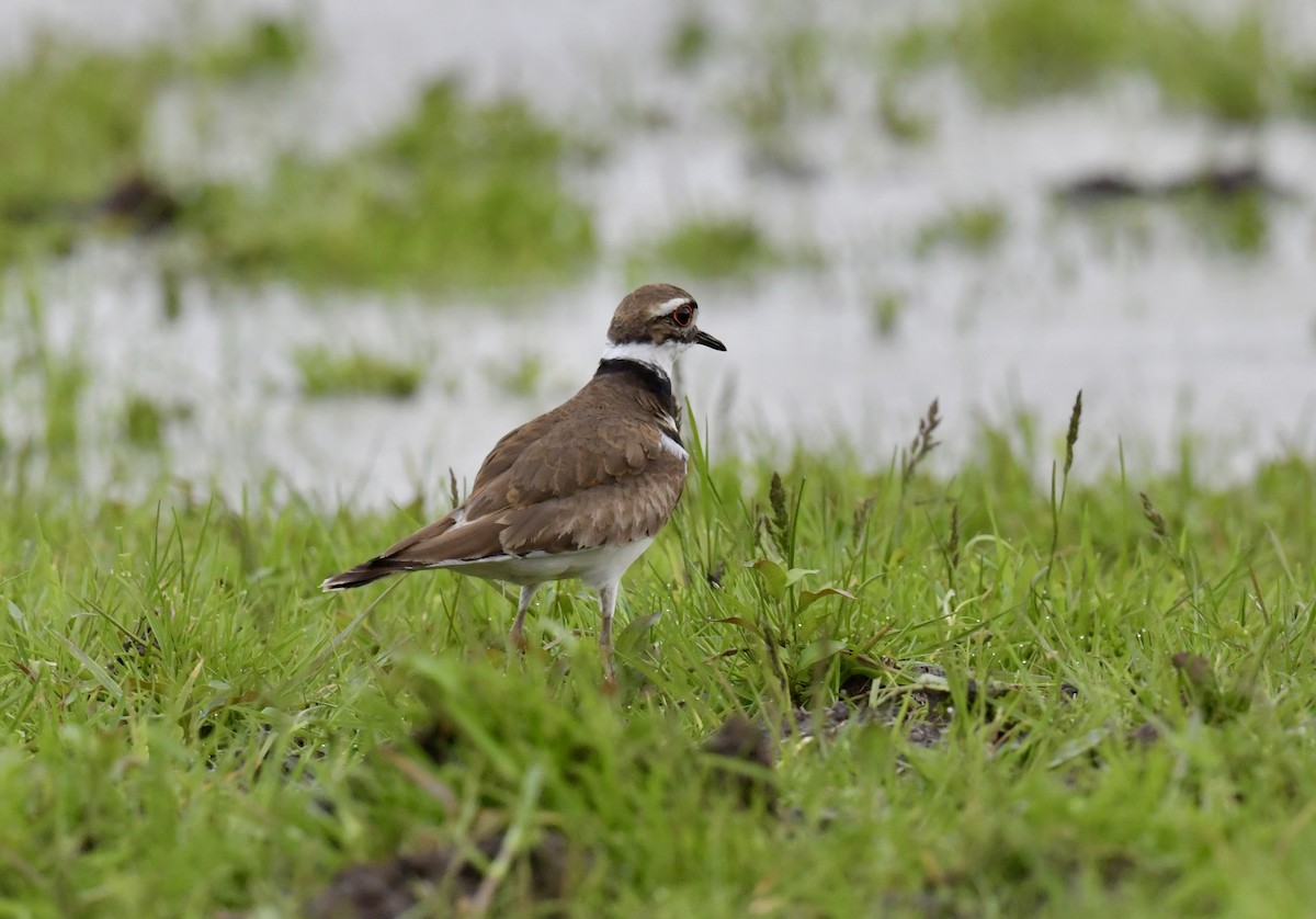 Killdeer - Christopher Veale