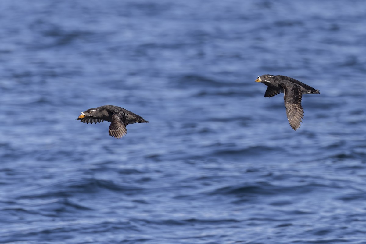 Rhinoceros Auklet - Eric Ellingson