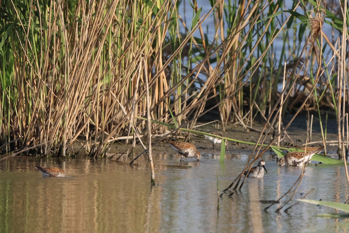 Dunlin - Andy Dettling