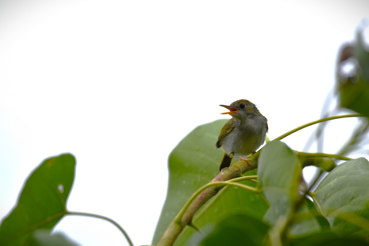 Dark-necked Tailorbird - ML619513894