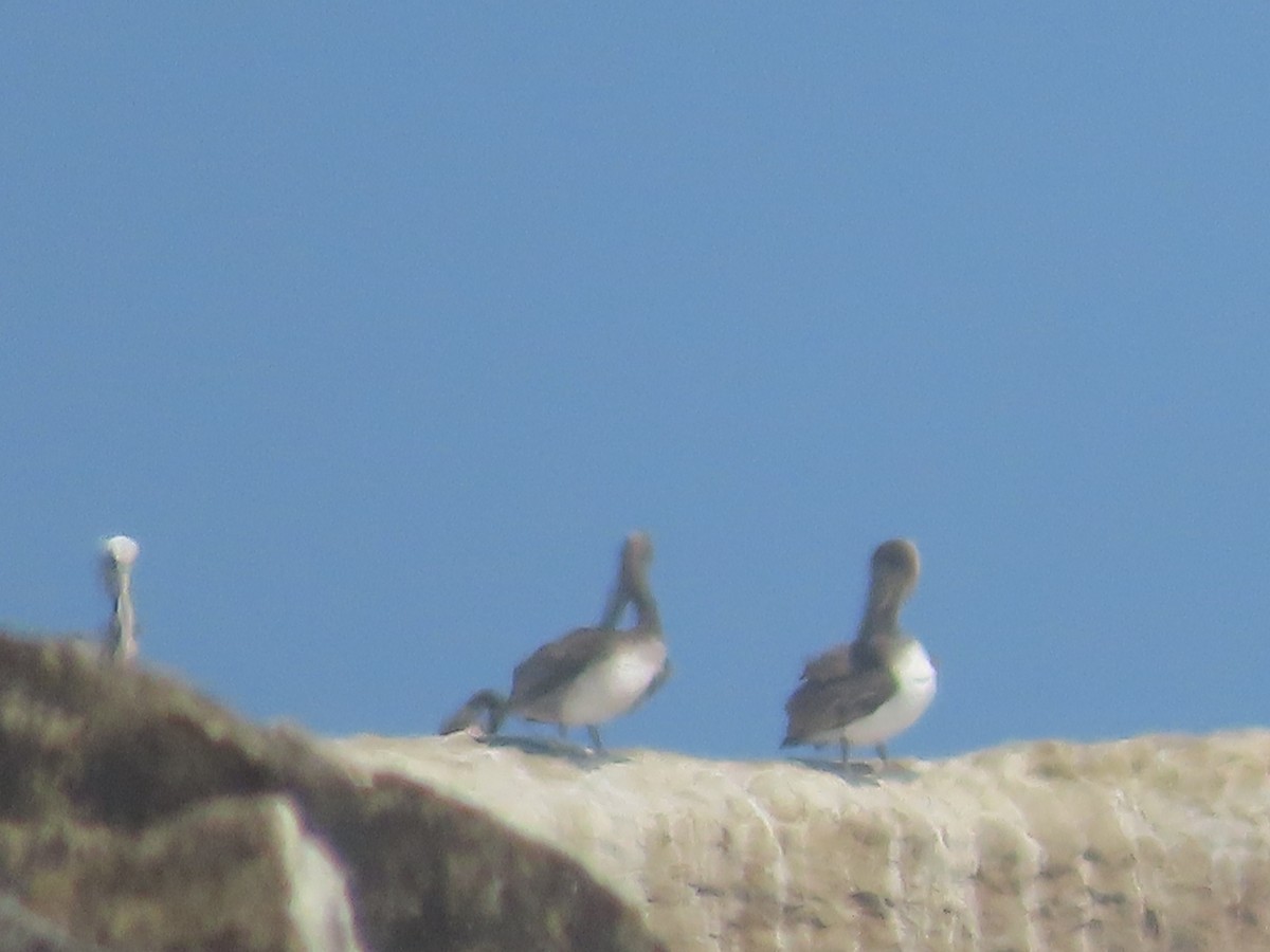 Brown Pelican (California) - ML619513895