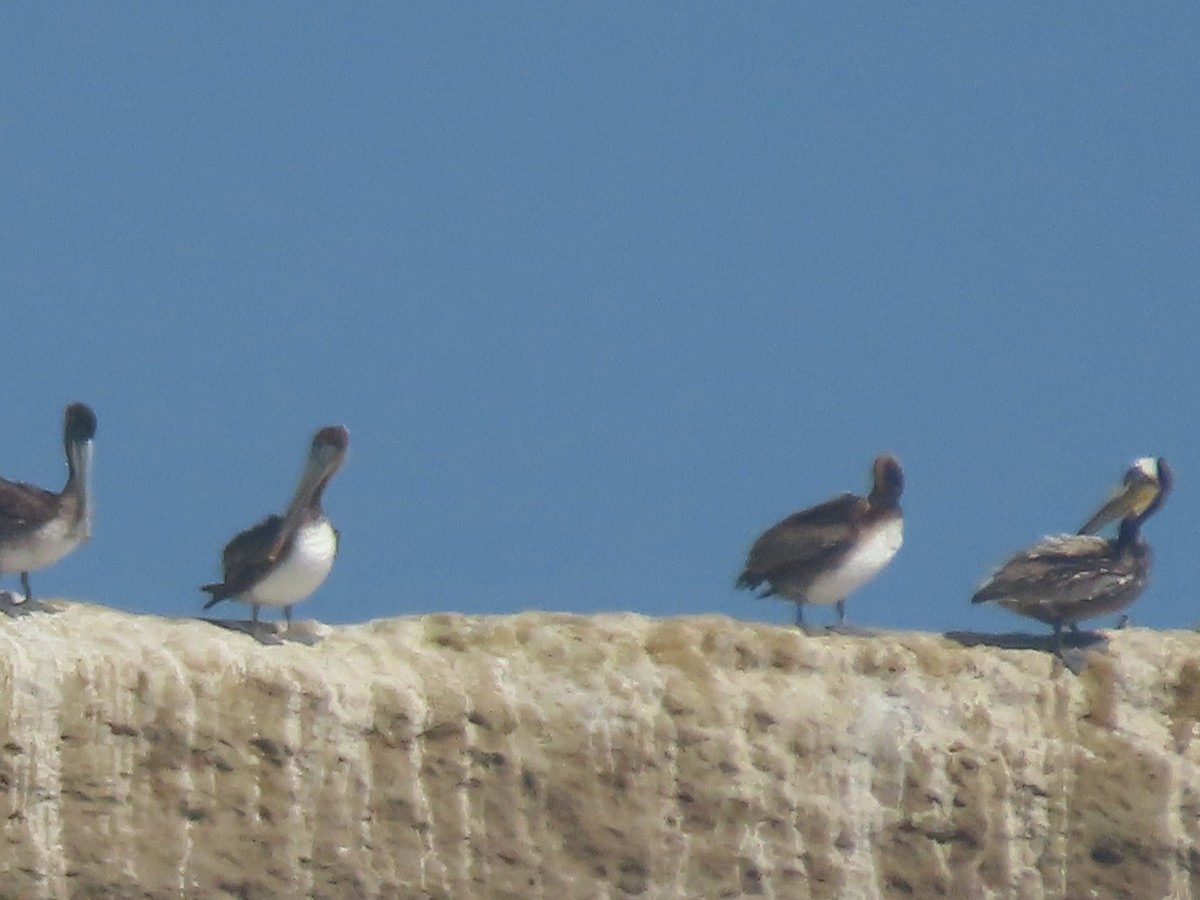 Brown Pelican (California) - ML619513896