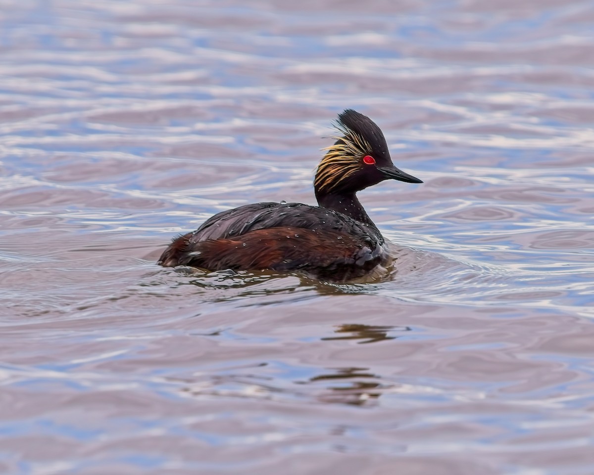 Eared Grebe - Frank Letniowski