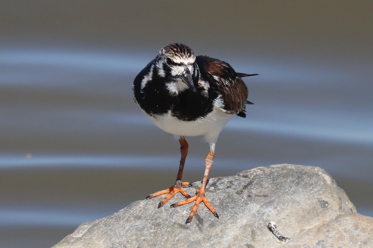 Ruddy Turnstone - ML619513898