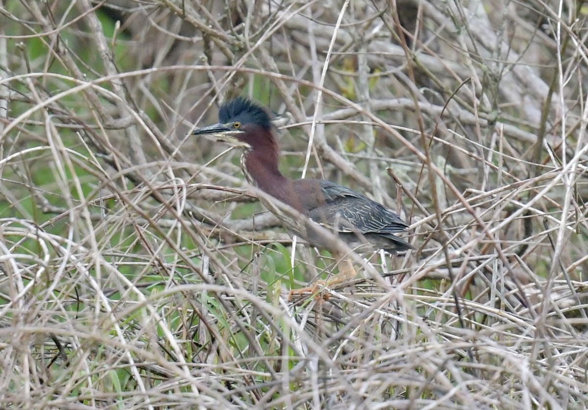 Green Heron - Christopher Veale