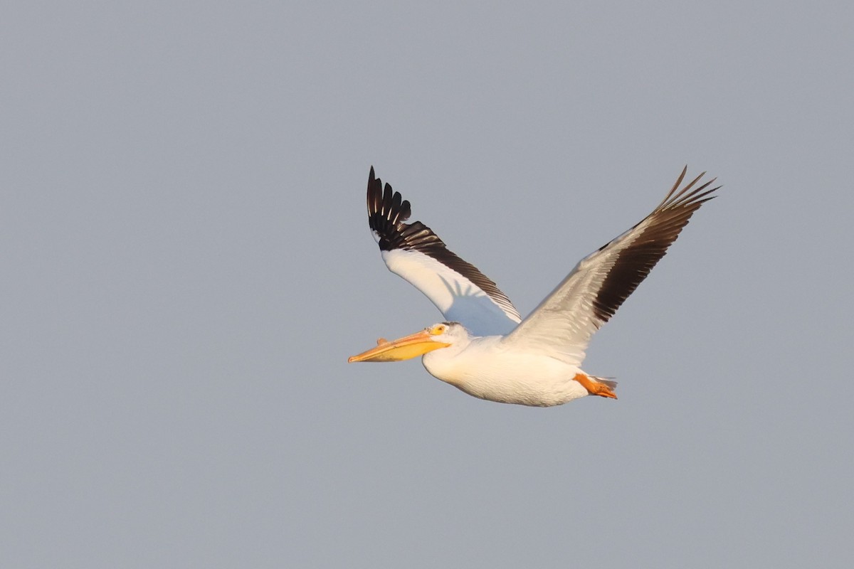 American White Pelican - Andy Dettling